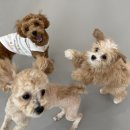 놀러오개 애견유치원 모충점 이미지