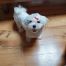 당진시 당진시장남길 이미지