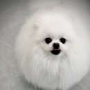 메모리펫살롱 이미지