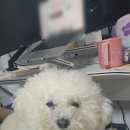 코트니룸 이미지