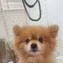 왈왈미용실 이미지