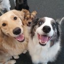 주주애견 이미지