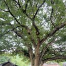 느티나무회관 이미지