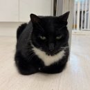 남구자원봉사센터 화장실 | [자원봉사] 서대문구 서길동 고양이 보호센터 봉사활동 후기(시설 내 청결지원) | 펀딩 소개