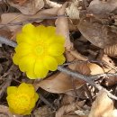 완도수목원 이미지