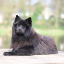 반려동물관리사자격증 이미지