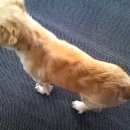 멍멍이PC 이미지