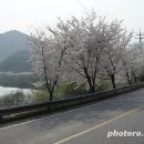 [여행]팔만대장경의 혼 더듬으며 합천호반 벚꽃길 산책-관광공사 4월의 가볼만한 곳 이미지