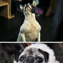 오드리 독 이미지