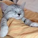 광양동물메디컬센터 이미지