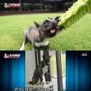 도그동물농장 이미지