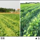 콩보리네 이미지