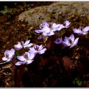 야생화펜션 이미지