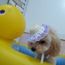 개깎쟁이 이미지