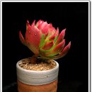 월금농장 이미지