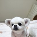 루루애견샵