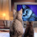 고양이나라 이미지