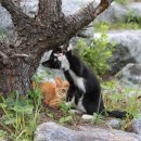 고양이눈 이미지