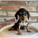 하남강아지 이미지