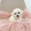 야옹아 멍멍해봐(신대점) 이미지