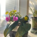 가능보석 이미지