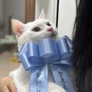 리본테이블 | [W.본식1] 고양이등신대 화환리본 웨딩 포토테이블 꾸미기 내돈내산 후기 집사추천