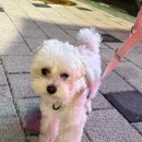 옐로삭스(애견미용) | 🐶 사당 근처 애견미용 맛집! 땅콩이의 힐링데이 @남현댕