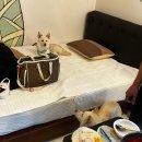 월드펫투어 | 태안 애견동반 여행, 2025 펫니스태안 미션투어