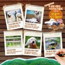 대형견프리미엄아울렛 이미지