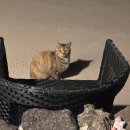 새별별하 이미지