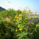 발랑3리 이미지