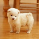 강생이네 이미지