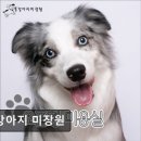 강아지미장원