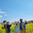 (구)공설운동장 앞 | 삼척시 숨은 벚꽃명소 주말일상(도계읍 공설운동장 긴잎느티나무)