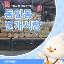 공판장유통 | 대구 전통시장 가볼 만한 곳 동인동 번개시장 후기