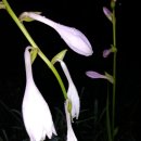 비비추공원 이미지