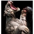 호랑이 체육관 이미지