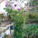 배나무농장 이미지