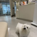 스무해 동물병원 | [강아지 건강 검진] 잠실 동물병원 추천, 스무살의 꿈 동물 병원