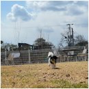 애견카페왕 이미지