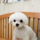 해피퍼피 미용실 이미지