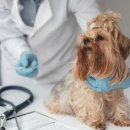 온유동물병원 이미지