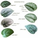 아우레움