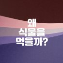 목동찬동물의료센터 | 식물은 그만! 양천구동물병원에서 알려주는 고양이의 식물 섭취 위험성