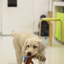 푸른동물병원 이미지