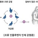 조류 인플루엔자(AI) [인체감염증Avian Influenza Human Infection]감염성 질환 이미지