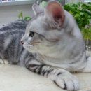 가로수동물병원 이미지