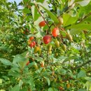 도선농장 이미지