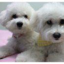 똥꼬발랄 이미지