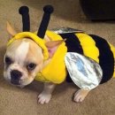 (주)퍼니펫 이미지